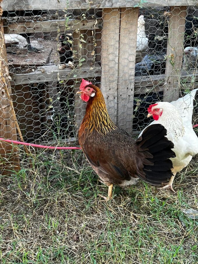 Brown Leghorn Chicken - Image 46