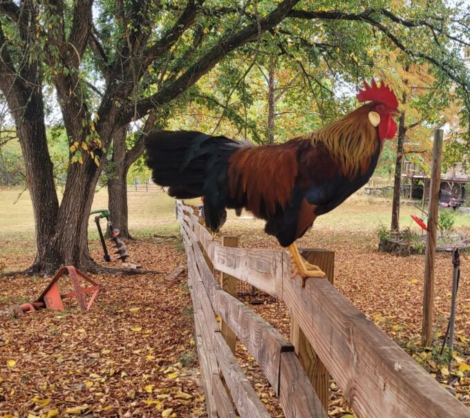 Brown Leghorn Chicken - Image 45