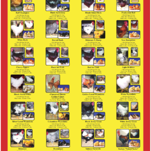 Cackle Hatchery®’s Brown Egg Layer Chicken Breed Poster