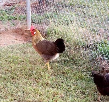 Brown Leghorn Chicken