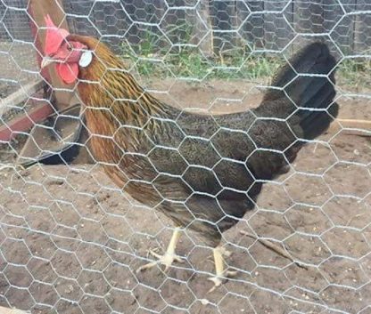 Brown Leghorn Chicken