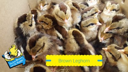 Brown Leghorn Chicks