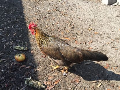 Brown Leghorn Chicken