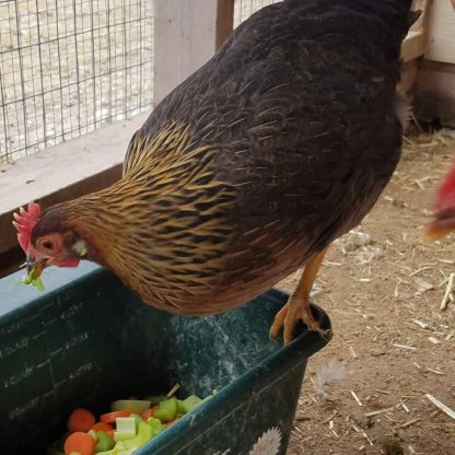 Brown Leghorn Chicken