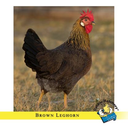 Brown Leghorn Chicken