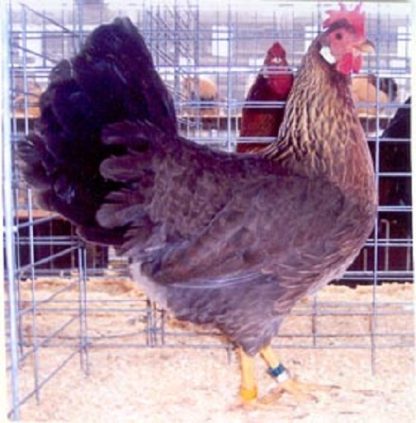 Brown Leghorn Chicken Hen