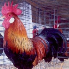 Brown Leghorn Chicken Rooster