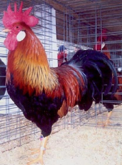 Brown Leghorn Chicken Rooster