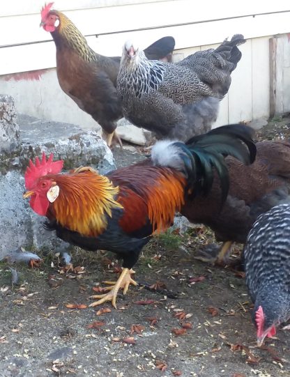 Brown Leghorn Photo By Tiffa Liff