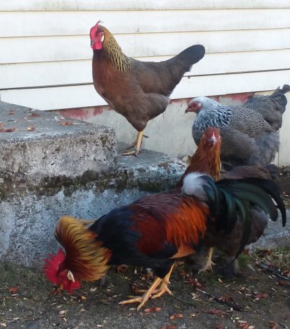 Brown Leghorn Photo By Tiffa Liff