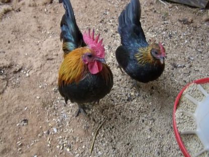 Brown Red Old English Game Bantam Chickens