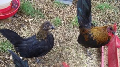 Brown Red Old English Game Bantam Chicken