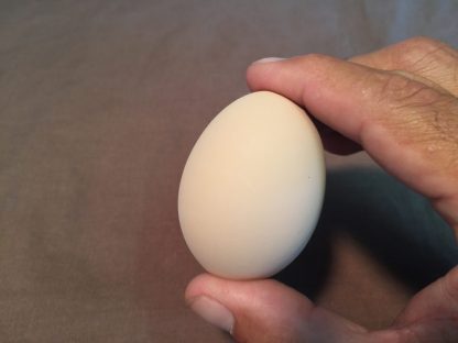 1 Dozen of White Ceramic Eggs-2917
