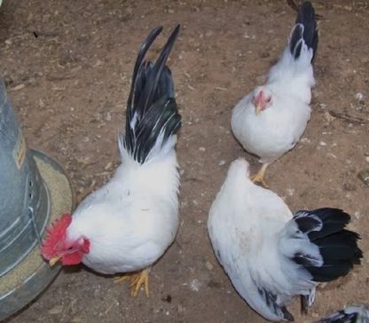 Black Tailed White Japanese Bantams