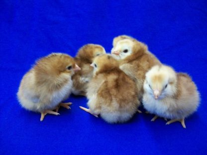 Buckeye Baby Chicks