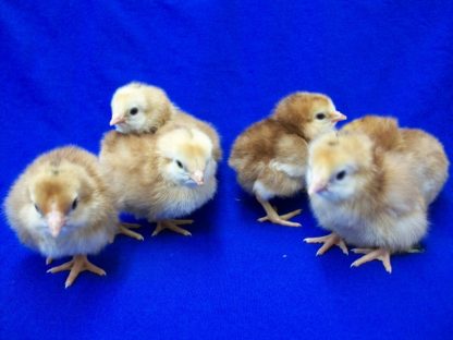 Buckeye Baby Chicks