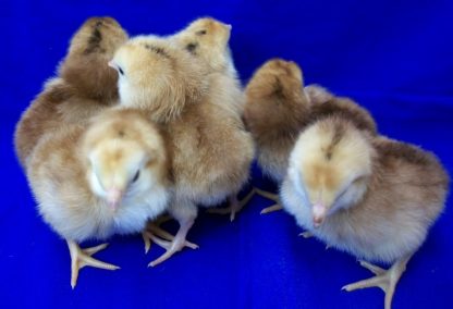 Buckeye Baby Chicks