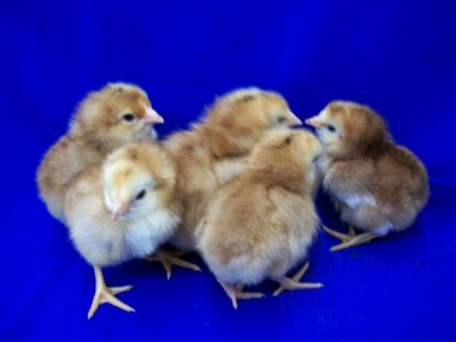 Buckeye Baby Chicks