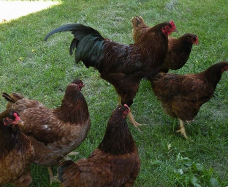 Buckeye Chickens