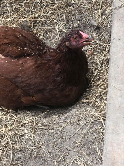 Buckeye Chicken