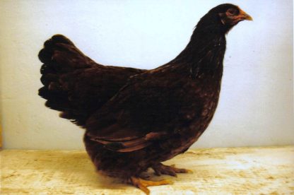 Buckeye Chicken Pullet