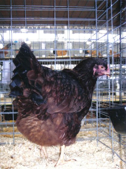 Buckeye Chicken Hen