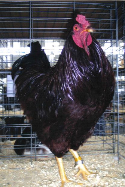 Buckeye Chicken Rooster