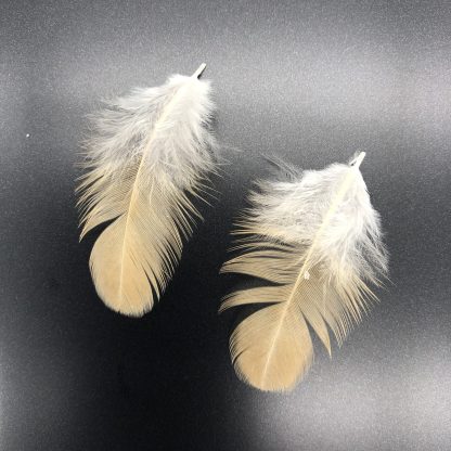 Buff Brahma Bantam Feathers