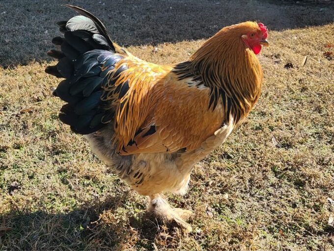 Buff Brahma Chicken - Image 28
