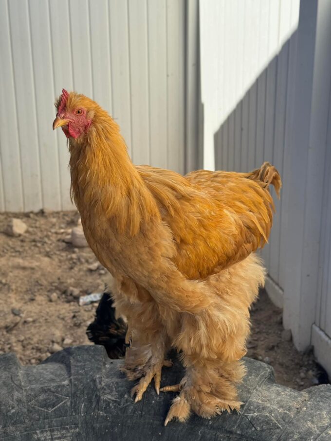 Buff Cochin Standard Chicken - Image 29