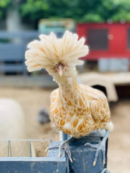 Buff Laced Polish Chicken