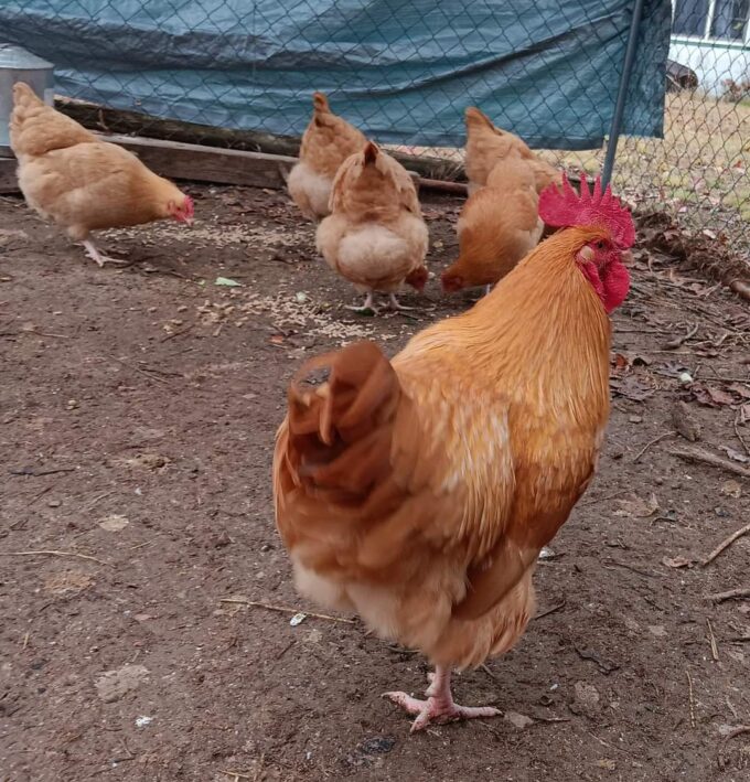 Buff Orpington Chicken - Image 42