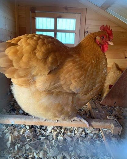 Buff Orpington