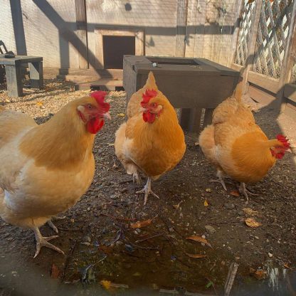 Buff Orpington Chicken