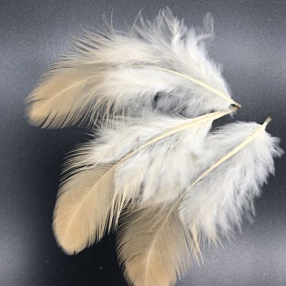 Buff Orpington Chicken Feathers