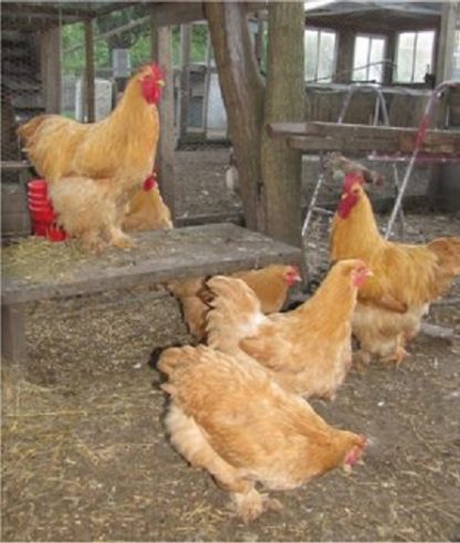 Buff Cochin Standard Chickens