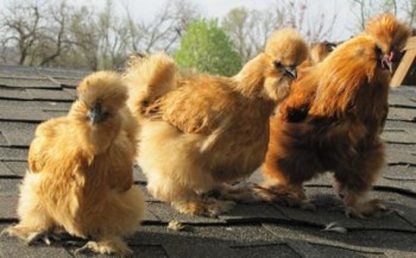 Buff Silkies on Roof