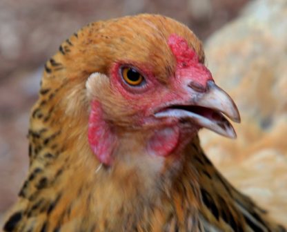 Buff Brahma Bantam Chicken