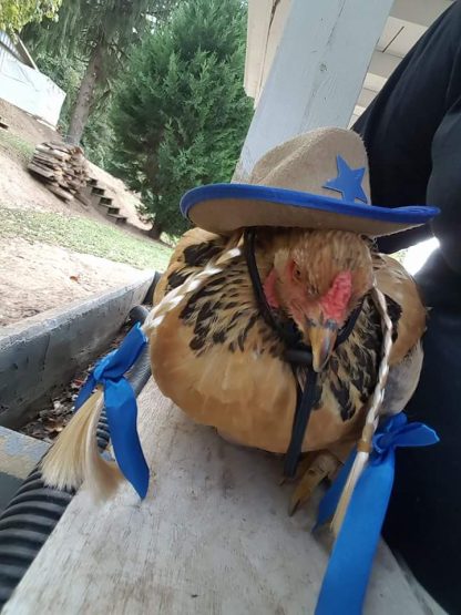 Buff Brahma Bantam Chicken