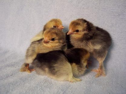 Buff Brahma Bantam Chicks