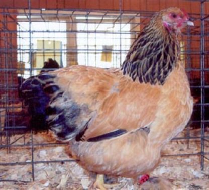 Buff Brahma Bantam Chicken