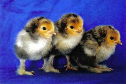 Day old Buff Standard Brahma Chicks