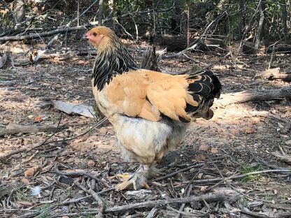 Buff Brahma Chicken Photo By Crystal Oliver