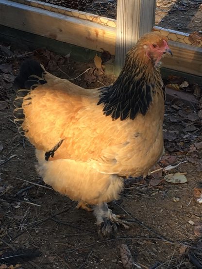 Buff Brahma Chicken Photo By Emma Shirley