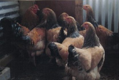 Flock of Buff Brahma Chickens