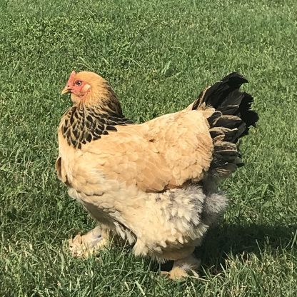 Buff Brahma Chicken Photo By Johnna Hutchison