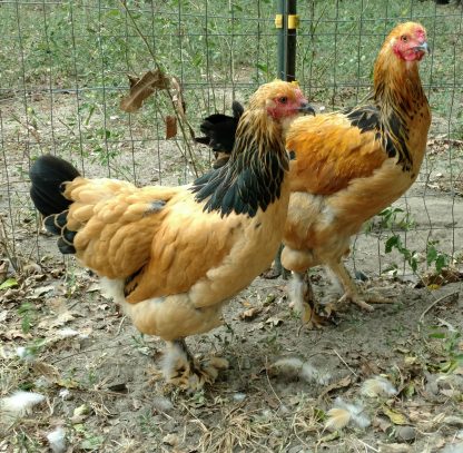 Buff Brahma Chicken Photo By Priscilla Black