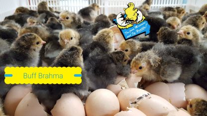 Buff Brahma Standard Chicks