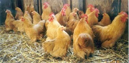 Flock of Buff Cochin Bantam