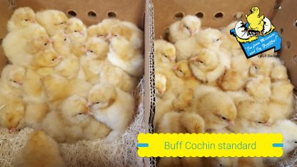 Buff Cochin Standard Chicks